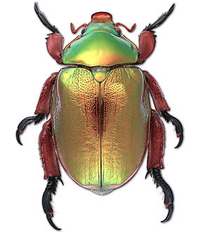 chirstmas beetle